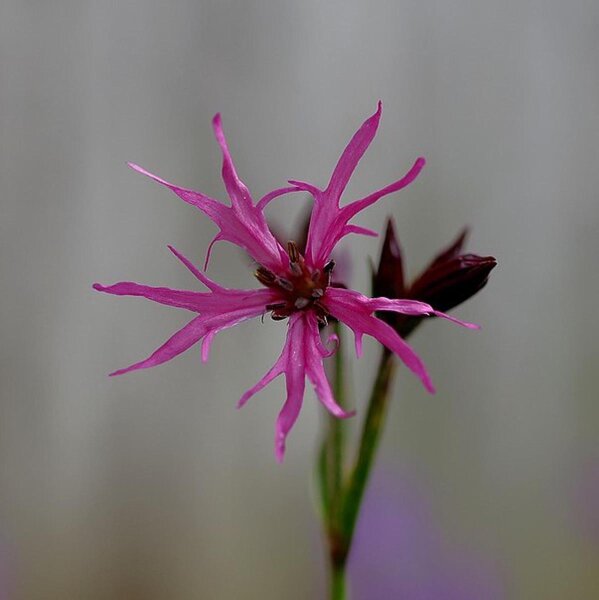 Lychnide fleur de coucou (Lychnis flos-cuculi) bio semences