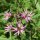 Lychnide fleur de coucou (Lychnis flos-cuculi) bio semences