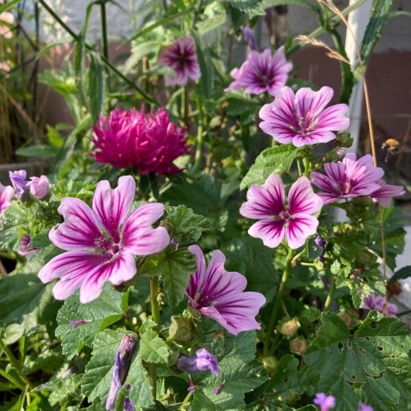 Mauve Zebrina (Malva sylvestris) bio semences