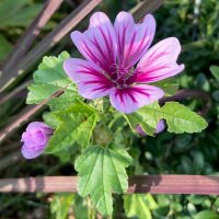 Mauve Zebrina (Malva sylvestris) bio semences