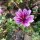 Mauve Zebrina (Malva sylvestris) bio semences