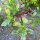 Pourpier maraîcher (Portulaca oleracea) bio semences