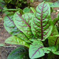 Oseille sanguine (Rumex sanguineus) bio semences