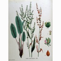 Oseille sanguine (Rumex sanguineus) bio semences