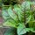 Oseille sanguine (Rumex sanguineus) bio semences