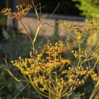 Fenouil bronze (Foeniculum vulgare) bio semences