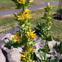 Gentiane jaune (Gentiana lutea) Bio semences