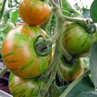 Tomate rayée Tigerella (Solanum lycopersicum)...