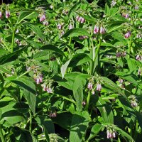 Consoude officinale (Symphytum officinale) bio semences