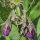 Consoude officinale (Symphytum officinale) bio semences