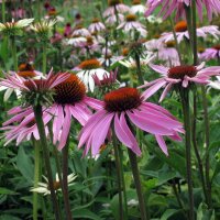 Rudbeckie pourpre (Echinacea purpurea) semences