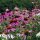 Rudbeckie pourpre (Echinacea purpurea) semences