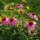 Rudbeckie pourpre (Echinacea purpurea) semences