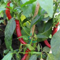 Piment Rouge et long de lOuest (Capsicum annuum) Bio...