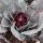 Chou cabus pointu rouge Kalibos (Brassica oleracea var. capitata) bio semences