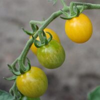 Tomate groseille Rote Murmel  (Solanum pimpinellifolium)...