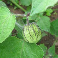 Coqueret du Pérou / Groseille du Cap  (Physalis peruviana) bio semences