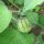 Coqueret du Pérou / Groseille du Cap  (Physalis peruviana) bio semences