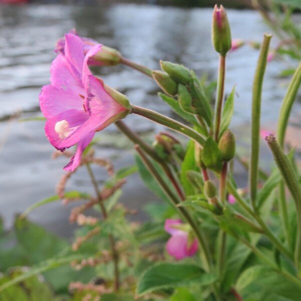 Epilobe hirsute (Epilobium hirsutum) biologique semences