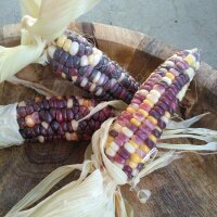 Maïs doux coloré Rainbow Inka (Zea mays) biologique semences