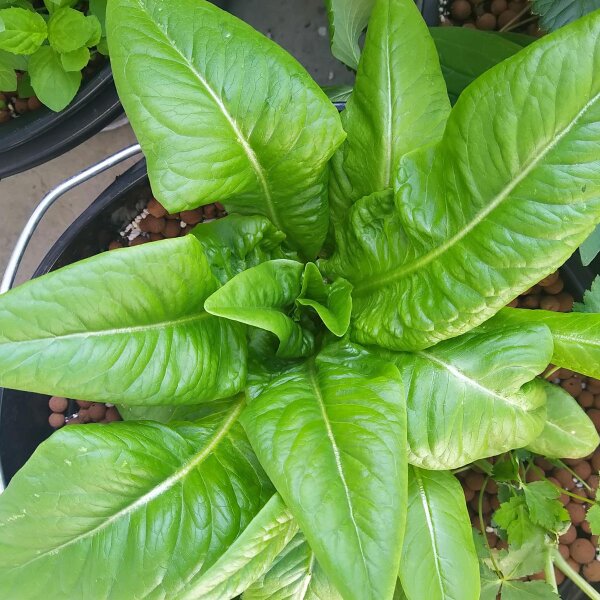 Laitue romaine Langue de cerf (Lactuca sativa) Biologique semences