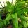Laitue romaine Langue de cerf (Lactuca sativa) Biologique semences