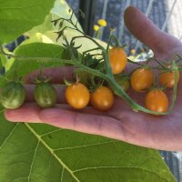 Tomate sauvage des Galapagos (Solanum cheesmaniae) graines