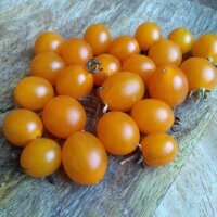 Tomate sauvage des Galapagos (Solanum cheesmaniae) graines