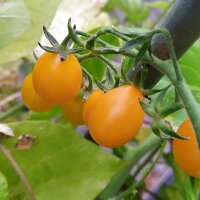 Tomate sauvage des Galapagos (Solanum cheesmaniae)