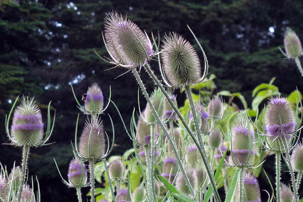 La cardère sauvage : un petit cosmos de jardin sur des tiges épineuses Blogpost Illustration