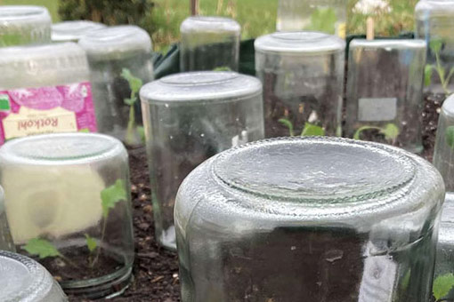 Récolte précoce avec des bocaux en verre: Une protection simple pour les jeunes plants  Blogpost Illustration