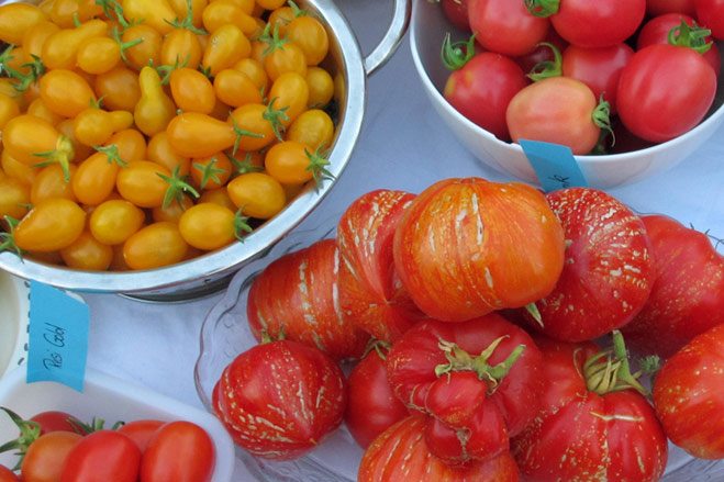 Semer des tomates - Comment choisir la variété adaptée à votre jardin  Blogpost Illustration