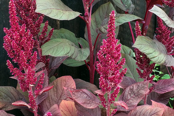 Tulsi, shiso, amarante et autres plantes: sept espèces ethnobotaniques pour un jardin rempli d’histoires  Blogpost Illustration