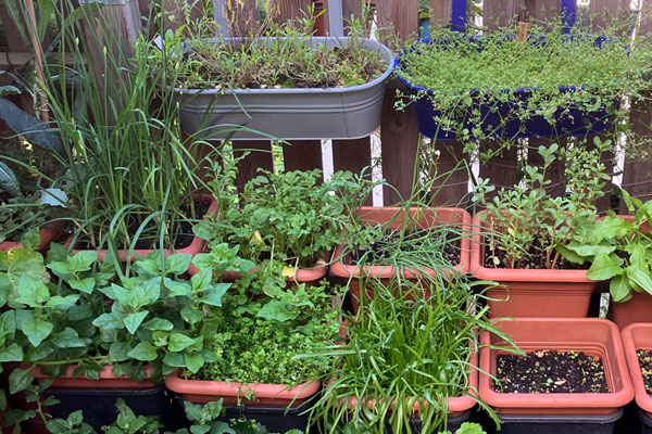 Quels contenants de plantation conviennent au balcon – et à quoi faut-il faire attention ? Blogpost Illustration