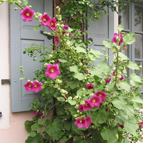 Mélange de rose trémière / passerose (Alcea rosea) Produktbild