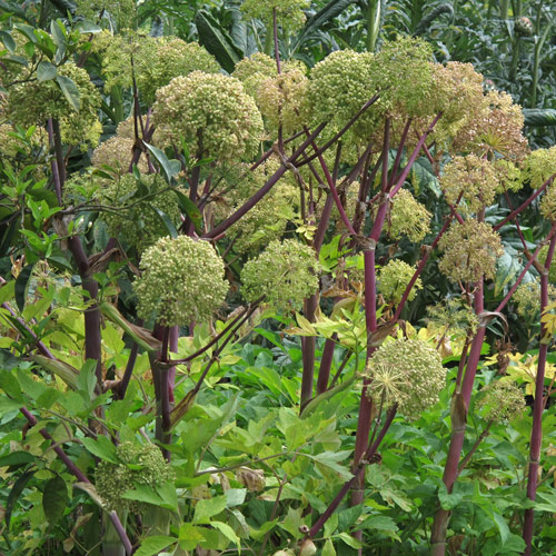 Angélique officinale (Angelica archangelica) Produktbild