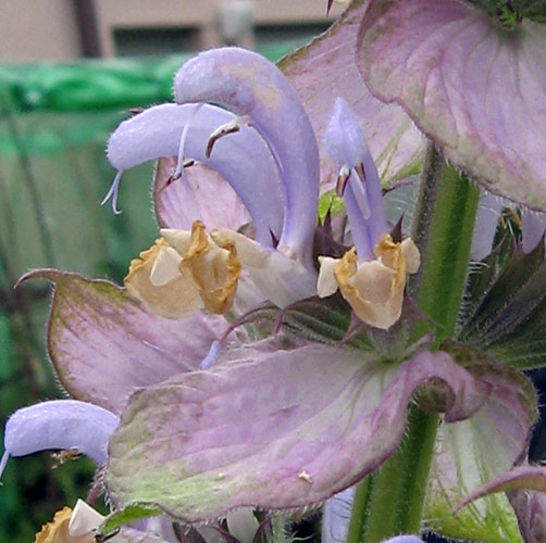 Sauge sclarée / Sauge orvale (Salvia sclarea) Produktbild
